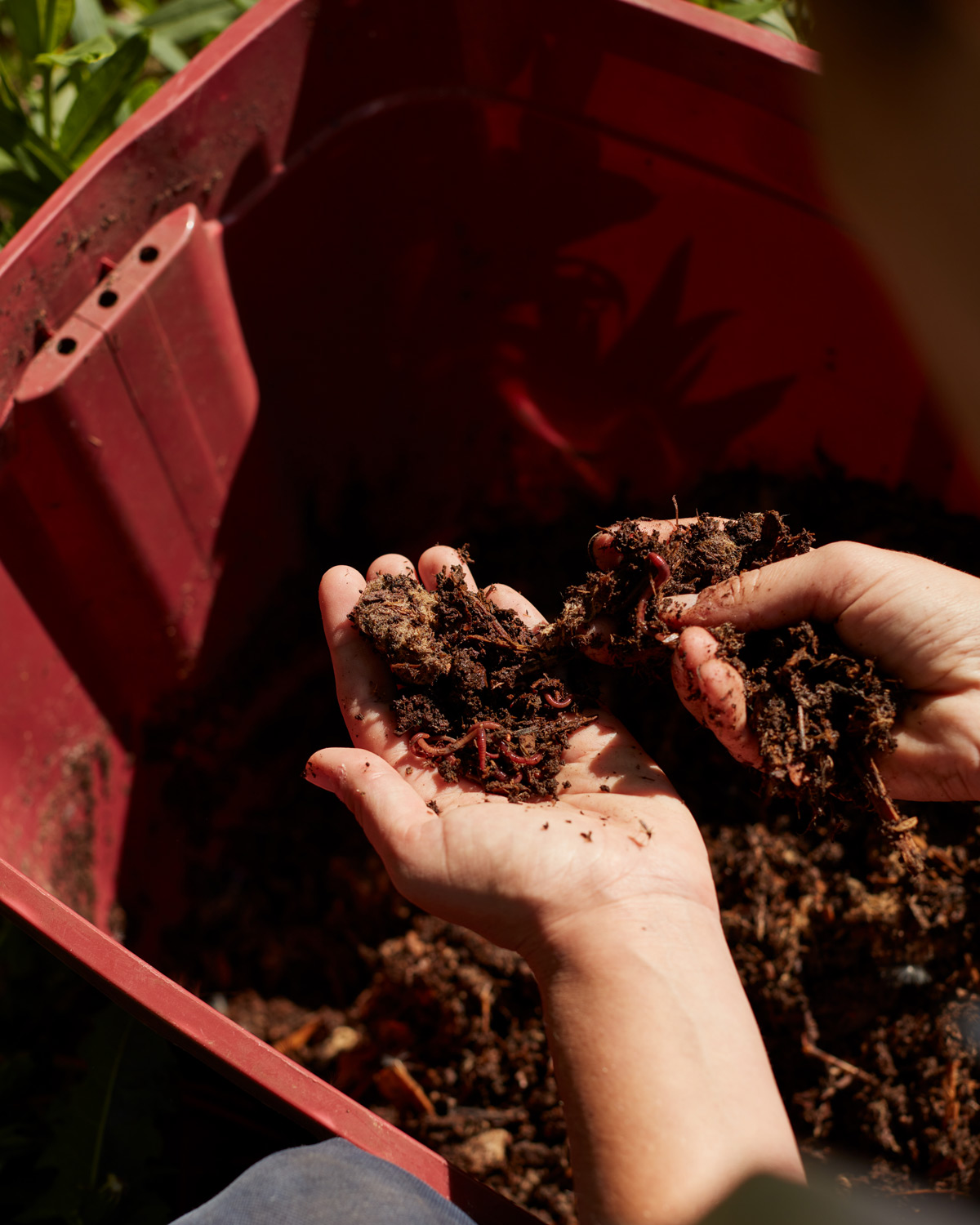 Hands holding dirt with worms.