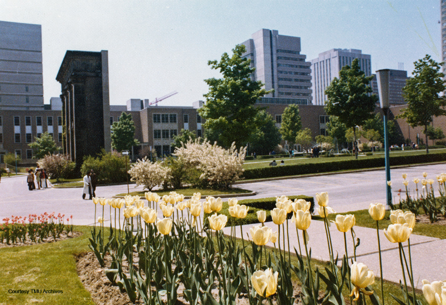 Yellow tulips line the sidewalk in the foreground of the quad, with the Normal School facade and other school buildings in the background.